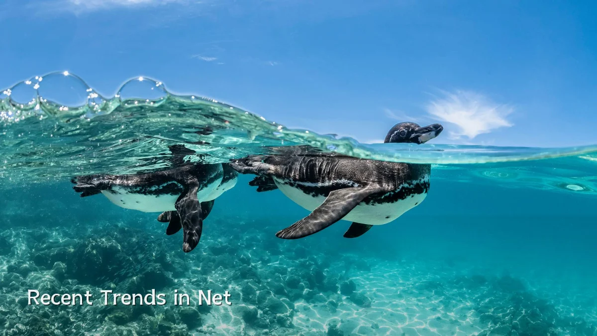 Recent Trends in Net