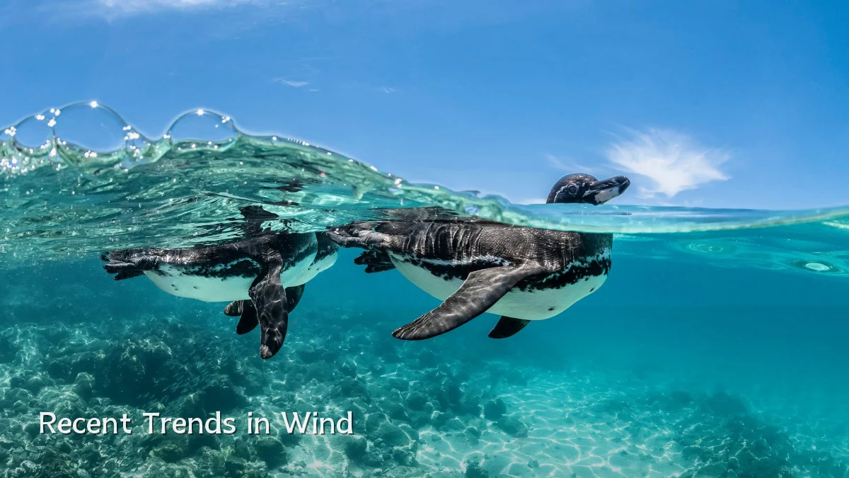 Recent Trends in Wind