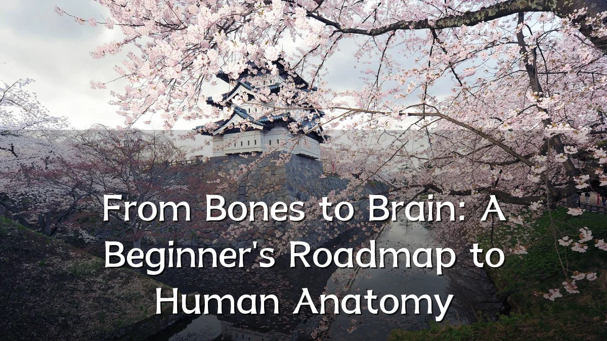 From Bones to Brain: A Beginner's Roadmap to Human Anatomy